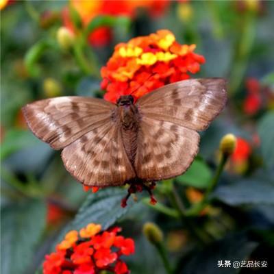 阿联酋出任第21届东博会特邀合作伙伴